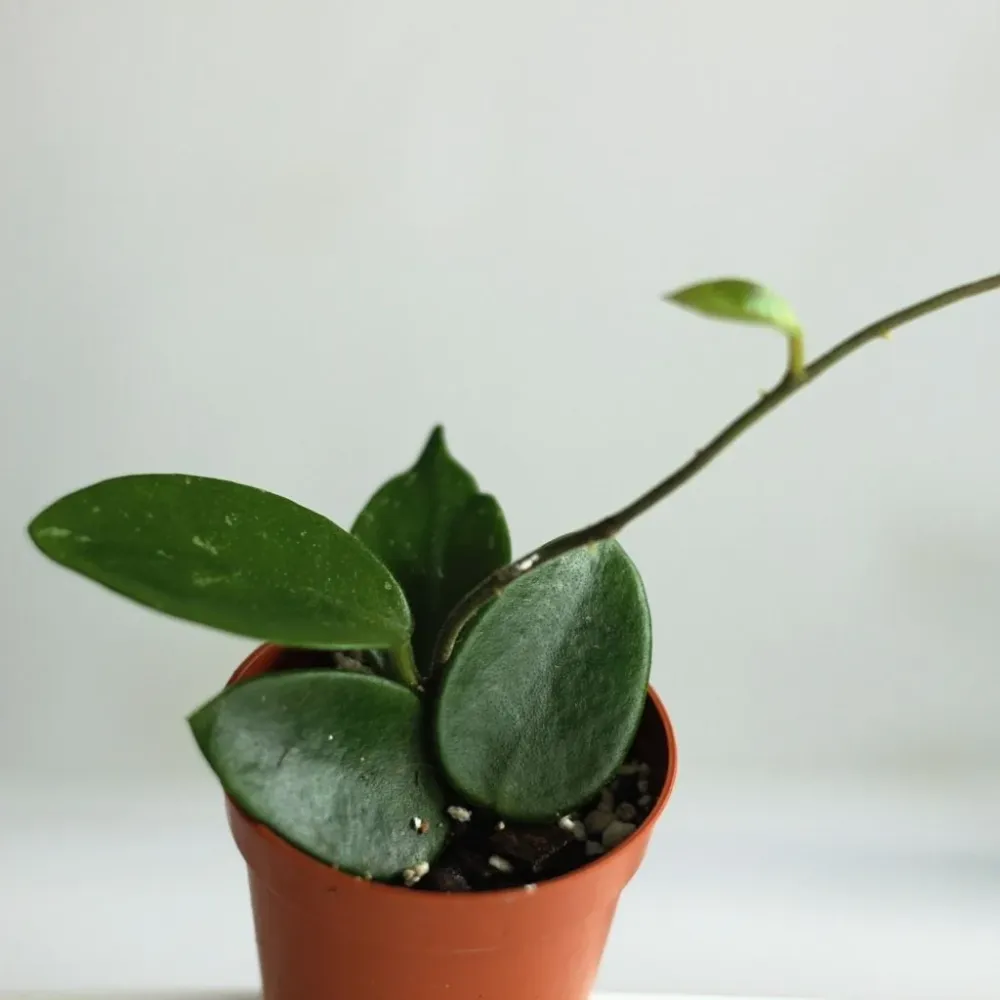 Hoya Chouke "S"