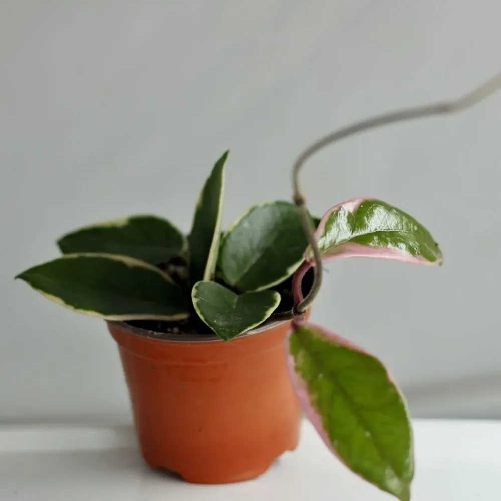 Hoya Flamingo Dream "M"