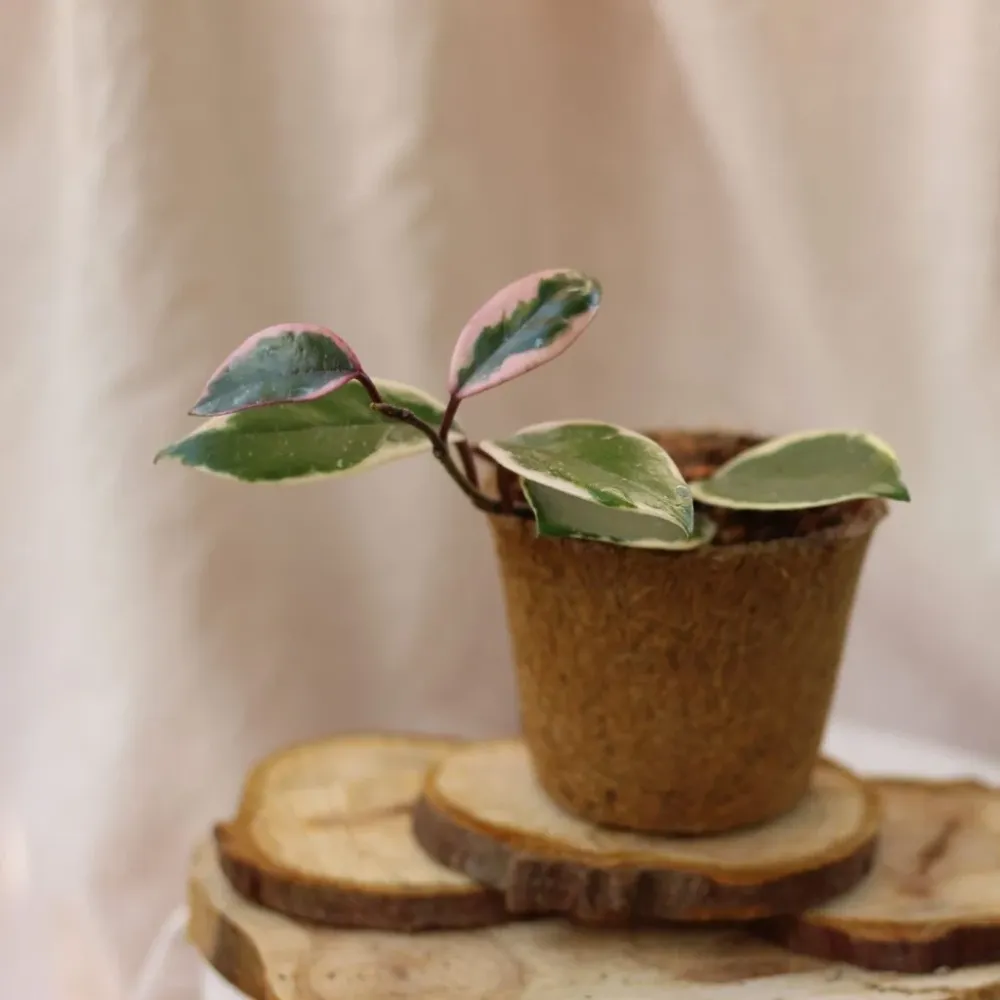 Hoya Flamingo Dream "M" (šetrné k přírodě)