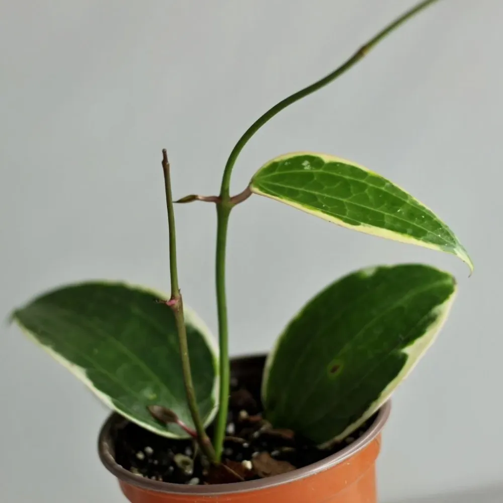Hoya Macrophylla Variegata "M"